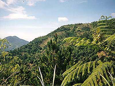 Blue Mountains - Jamaica